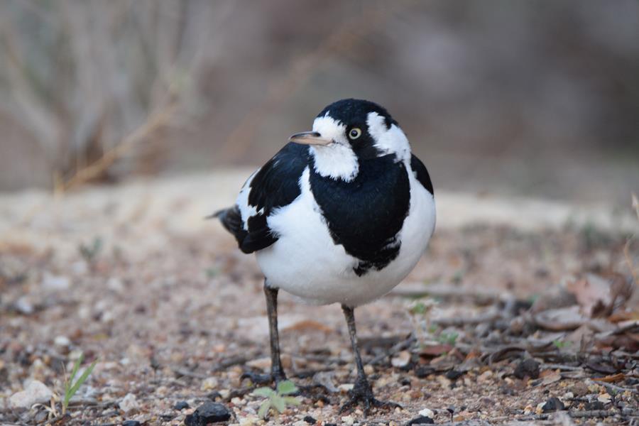 Lark magpie 2023 001.JPG